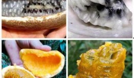 网红吃八月瓜,揭秘神秘果实的独特魅力